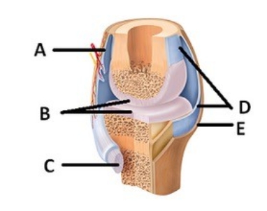   -What does structure  E  represent on the diagram? A)  Tendon B)  Articular cartilage C)  Bursa D)  Fibrous capsule E)  Synovial membrane