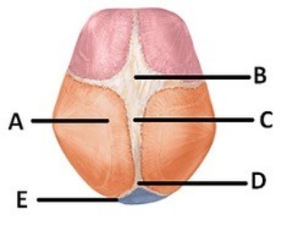   -The figure illustrates bones, fontanels, and sutures on the fetal skull. What does  B  represent? A)  Anterior fontanel B)  Posterior fontanel C)  Parietal bone D)  Sagittal suture E)  Occipital bone