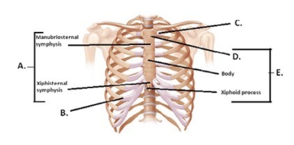   -The figure illustrates the joints and bones of the rib cage. What does  C  represent? A)  Costochondral joint B)  Sternum C)  Manubrium D)  Sternal symphyses E)  Sternocostal synchrondrosis