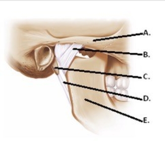   -The figure illustrates structures in the right temporomandibular joint (lateral view) . What does  D  represent? A)  Lateral ligament B)  Mandible C)  Zygomatic arch D)  Styloid process E)  Stylomandibular ligament