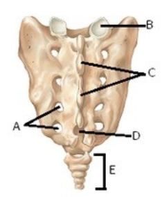   -The figure illustrates the sacrum. What structure does  C  represent? A)  Coccyx B)  Sacral hiatus C)  Superior articular facet D)  Median sacral crest E)  Posterior sacral foramina