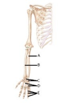   -The figure illustrates bones of the right upper limb. What does  C  represent? A)  Radius B)  Carpals C)  Phalanges D)  Metacarpals E)  Ulna