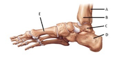   -The figure illustrates a medial view of bones of the right foot. What does  B  represent? A)  Calcaneus B)  Fibula C)  Metatarsals D)  Tibia E)  Talus