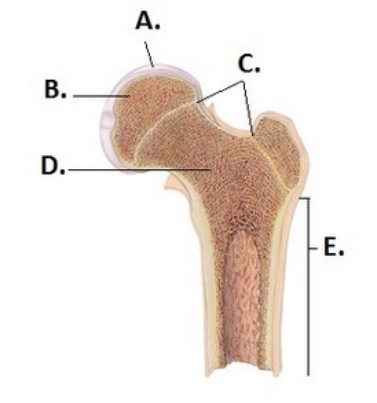   -What does structure  B  represent on the bone diagram? A)  Spongy bone B)  Diaphysis C)  Epiphyseal lines D)  Articular cartilage E)  Epiphysis