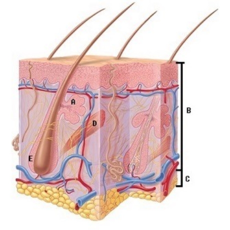   -What does structure  C  represent on the diagram? A)  Hair follicle B)  Arrector pili C)  Epidermis and dermis D)  Subcutaneous tissue E)  Sebaceous gland