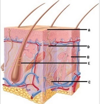   -The diagram illustrates accessory structures of the skin. What does  C  represent? A)  Sebaceous gland B)  Eccrine sweat gland C)  Duct of eccrine sweat gland D)  Sweat pore E)  Hair follicle