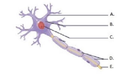  -This is a diagram of a multipolar neuron. What does  D  represent? A)  Nucleus of neuron B)  Dendrite C)  Cell body of neuron D)  Axon E)  Glia cells