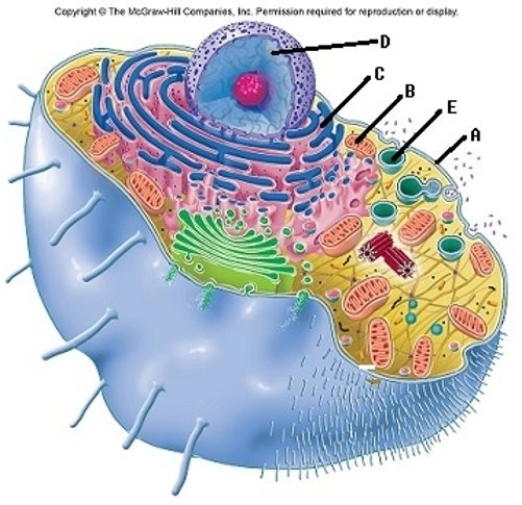   -The cell is the basic unit of life. All cellular structures exhibit special functions. Match the structure with its function. What is the function of  B ? A)  Directs cellular activities, contains DNA B)  Contains digestive enzymes C)  Outer boundary of cell, controls entry and exit of substances D)  Major site of ATP synthesis when oxygen is available E)  Site of protein synthesis