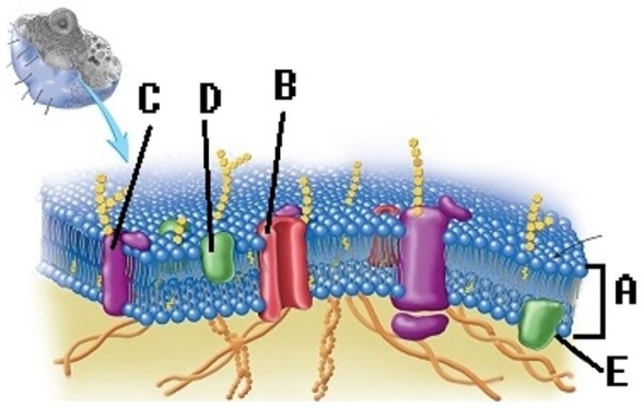   -What structure does  A  represent on the diagram of the plasma membrane? A)  Membrane channel protein B)  Phospholipid bilayer C)  Internal membrane surface D)  Peripheral protein E)  Integral protein