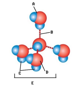   -Water accounts for 50% of the weight of a young adult female and 60% of a young adult male. What kind of molecule is found at  E ? A)  Hydrogen bond B)  Water molecule C)  Oxygen atom D)  Hydrogen atom E)  Polar covalent bond