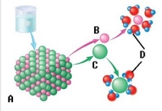   -The sodium chloride molecule breaks apart in water. What does  B  represent? A)  Chloride ion B)  Dissociation C)  Water molecule D)  Sodium ion E)  Salt crystal