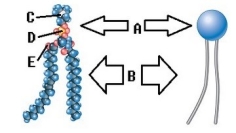   -Phospholipids are important components of the plasma membrane. What does  C  represent on the diagram? A)  Phosphorus B)  Oxygen C)  Nitrogen D)  Polar (hydrophilic)  region E)  Nonpolar (hydrophobic)  region