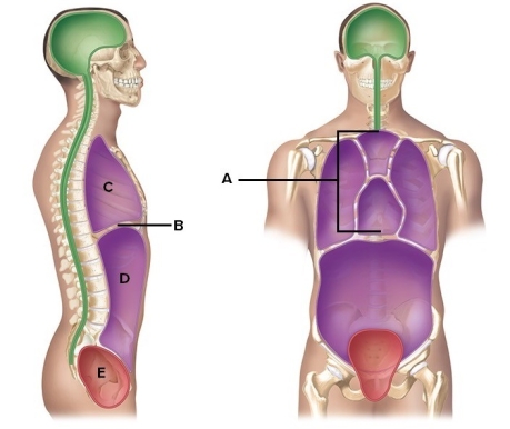   -Here is a figure showing major body cavities and other structures. What does  D  represent? A)  Diaphragm B)  Mediastinum C)  Pelvic cavity D)  Thoracic cavity E)  Abdominal cavity