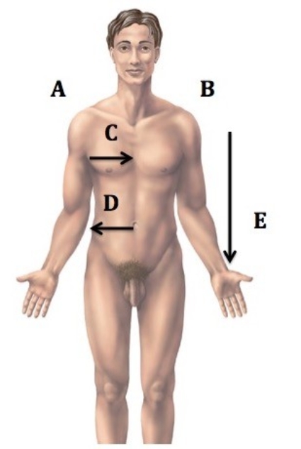   -Directional terms are important in the study of anatomy. What does  B  represent? A)  Median B)  Right C)  Left D)  Inferior E)  Lateral