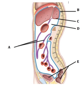   -This is a sagittal section through the abdominopelvic cavity. What serous membrane does  C  represent? A)  Visceral peritoneum (covers organs)  B)  Mesentery C)  Parietal peritoneum (lines cavity)  D)  Retroperitoneal organs E)  Peritoneal cavity