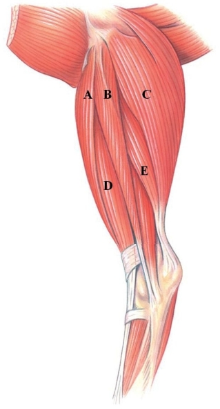 Identify the fibularis longus in the following figure.   A)  A B)  B C)  C D)  D E)  E