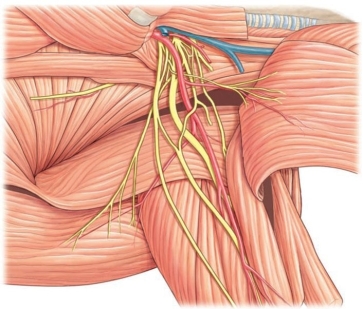 Which nerve plexus is shown in this figure?   A)  brachial plexus B)  cervical plexus C)  lumbar plexus D)  sacral plexus