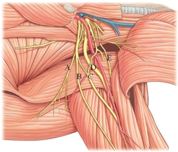 Identify the radial nerve in the following image.   A)  A B)  B C)  C D)  D E)  E