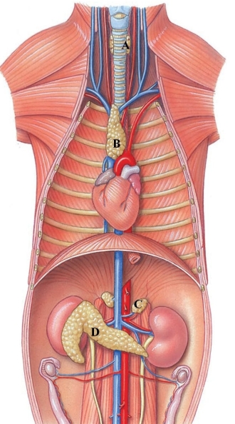 Identify the adrenal gland in the following figure.   A)  A B)  B C)  C D)  D