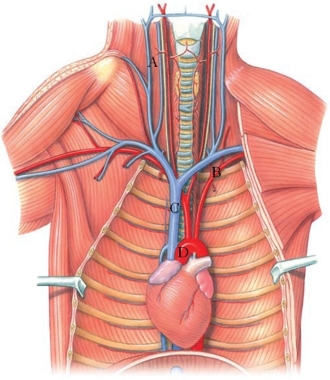 Identify the aortic arch in the figure.   A)  A B)  B C)  C D)  D