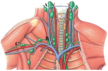 Identify the cervical lymph nodes in the following figure.   A)  A B)  B C)  C