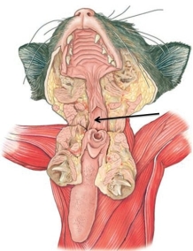 The region of the pharynx at the tip of the arrow in the figure shown is the ________.   A)  nasopharynx B)  oropharynx C)  laryngopharynx