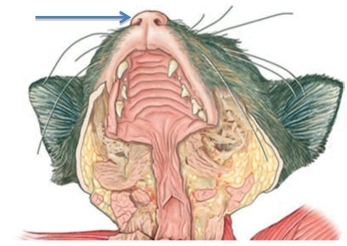 Identify the structure at the tip of the arrow in the figure shown.   A)  nasopharynx B)  external nares C)  epiglottis D)  internal nares