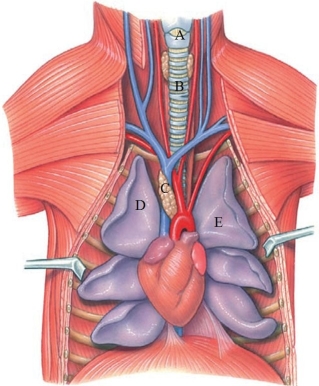 Identify the trachea in the following figure.   A)  A B)  B C)  C D)  D E)  E