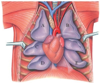 Identify the caudal lobe of the right lung in the figure.   A)  A B)  B C)  C D)  D E)  E