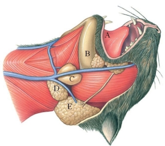 Identify the parotid gland in the figure.   A)  A B)  B C)  C D)  D E)  E
