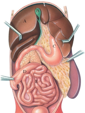 Identify the small intestine in the figure.   A)  A B)  B C)  C D)  D E)  E