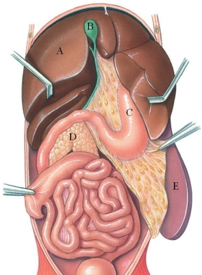 Identify the pancreas in the following figure.   A)  A B)  B C)  C D)  D E)  E