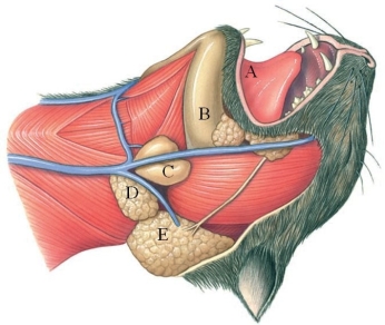 Identify the submandibular gland in the figure.   A)  A B)  B C)  C D)  D E)  E