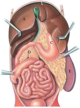 Identify the gallbladder in the following figure.   A)  A B)  B C)  C D)  D E)  E