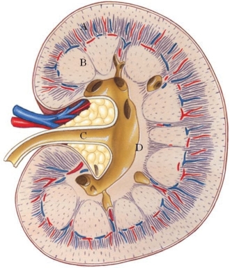 Identify the renal pelvis in the following figure.   A)  A B)  B C)  C D)  D