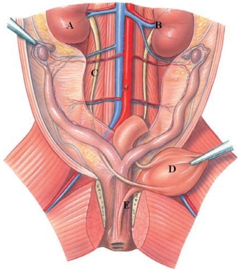 Identify the ureters in the following figure.   A)  A B)  B C)  C D)  D E)  E