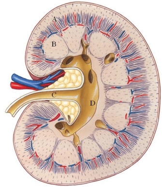 Identify the renal cortex in the following figure.   A)  A B)  B C)  C D)  D