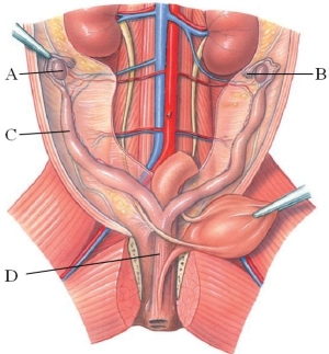 Identify the uterine tube in the following figure.   A)  A B)  B C)  C D)  D