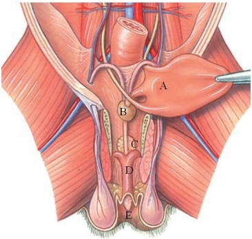 Identify the scrotum in the following figure.   A)  A B)  B C)  C D)  D E)  E