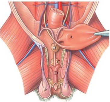 Identify the prostate gland in the following figure.   A)  A B)  B C)  C D)  D E)  E