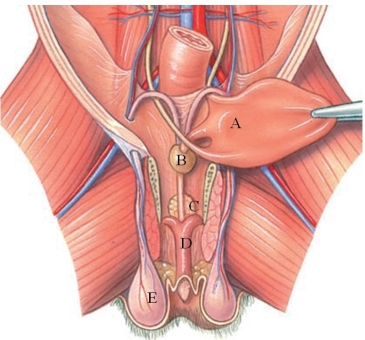 Identify the bulbourethral gland in the following figure.   A)  A B)  B C)  C D)  D E)  E