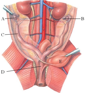 Identify the ovary in the following figure.   A)  A B)  B C)  C D)  D E)  E