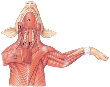 Identify the masseter in the following figure.   A)  A B)  B C)  C D)  D E)  E