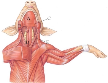 Identify the sternomastoid muscle in the following figure.   A)  A B)  B C)  C D)  D E)  E