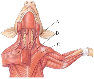 Identify the anterior deep pectoral in the following figure.   A)  A B)  B C)  C