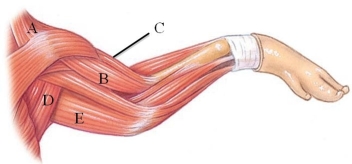 Identify the brachialis in the following figure.   A)  A B)  B C)  C D)  D E)  E