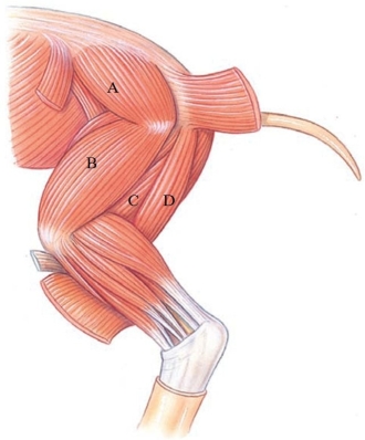 Identify the semimembranosus in the following figure.   A)  A B)  B C)  C D)  D