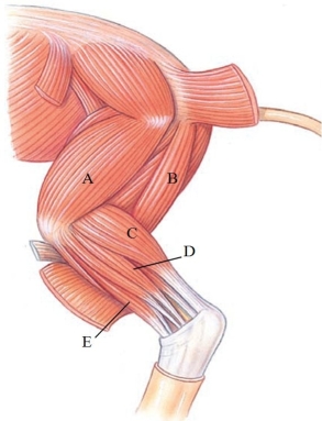 Identify the gastrocnemius in the following figure.   A)  A B)  B C)  C D)  D E)  E