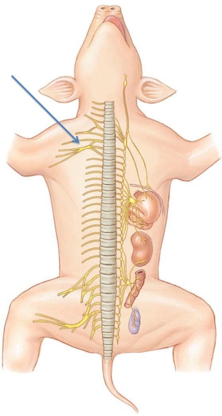Identify the nerve plexus at the tip of the arrow in the following figure.   A)  cervical plexus B)  brachial plexus C)  lumbar plexus D)  sacral plexus