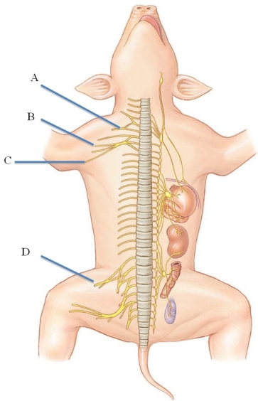 Identify the ulnar nerve in the following figure.   A)  A B)  B C)  C D)  D